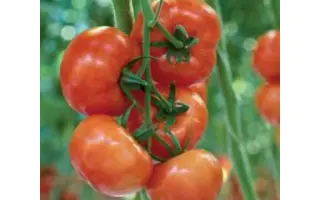 Caracas F1 / Каракас F1