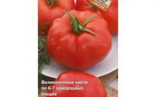 Cassiopea F1 / Касіопея F1