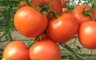 Kartier F1 / Картьє F1