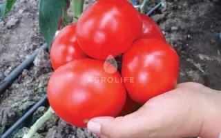 Clarabella F1 / Кларабелла F1