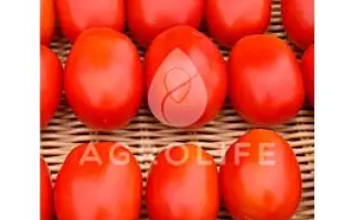 Konkistador F1 / Конкістадор F1