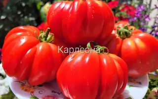 Corleone / Корлеоне