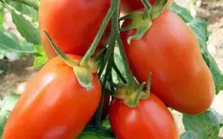 Красунчик (для відкр. і закр. грунту) / Красунчик