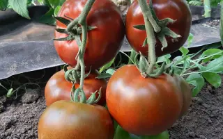 Cuerido F1 / Куерідо F1