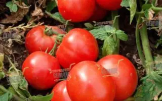 Leandra F1 / Леандра F1