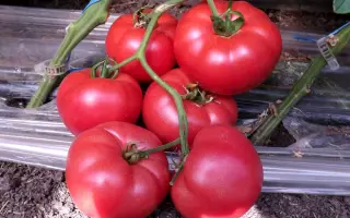 Levanzo F1 / Леванцо F1