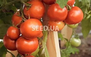 Lerica F1 / Леріка F1