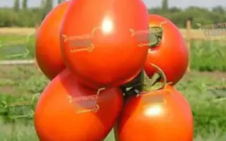 Liona F1 / Ліона F1