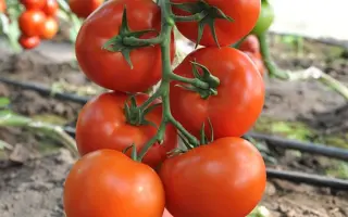 Logur F1 / Логур F1