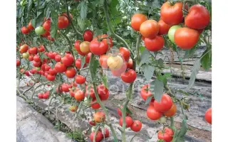 Lorely F1 / Лорелі F1