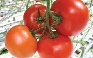 Makarena F1 / Макарена F1