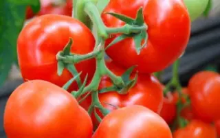 Marissa F1 / Марисса F1