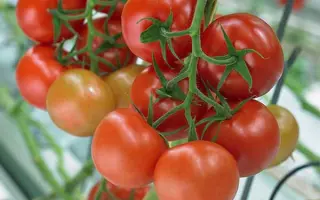 Milaneza / Міланеза