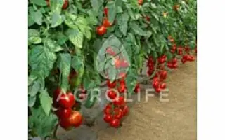 MICHELE F1 / Мішель F1