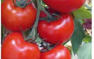 Mondial / Мондіал