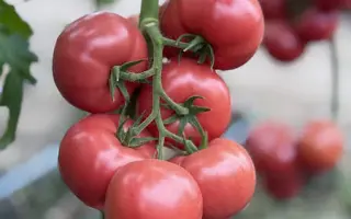 Moonset F1 / Мунсет F1