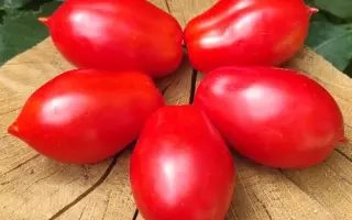 Надежда / Надєжда