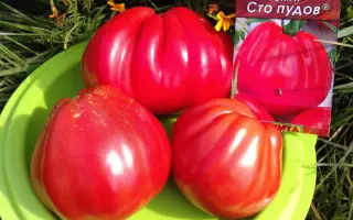 Незабудка F1