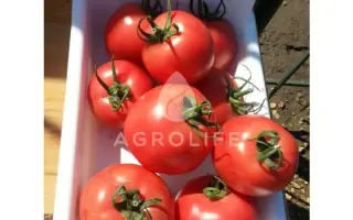 Neiron / Нейрон