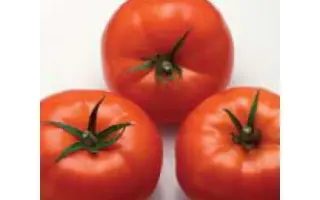 Nergal F1 / Нергал F1