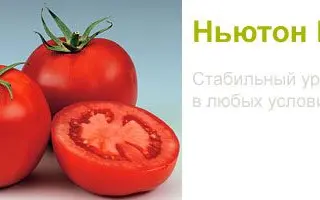 Newton F1 / Ньютон F1