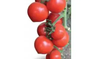 Оvation / Овація