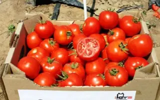 Otranto / Отранто