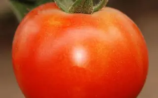 Pietro F1 / П'єтро F1