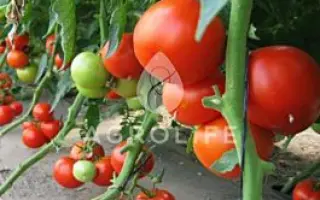 Pablo F1 / Пабло F1