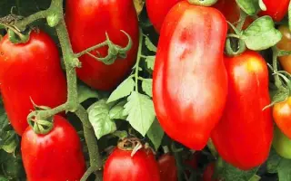 Paradigma / Парадигма