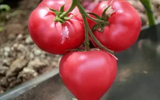 Pink 4-tress F1 / Пинк Фортрест F1