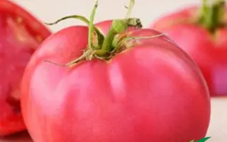 Pink Girl F1 / Пинки Леди F1