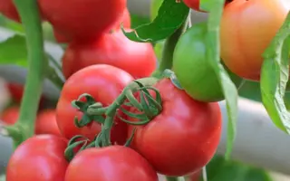 Pinkshine / Пінкшайн