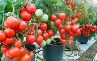 Platus F1 / Платус F1