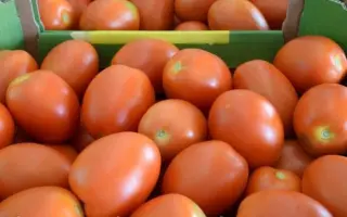 Policarpo / Полікарпо