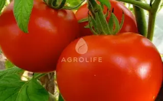 Polonais F1 / Полонез F1