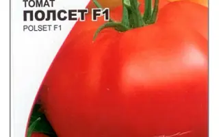Polset F1 / Полсет F1