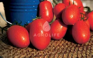 Posadas F1 / Посадас F1