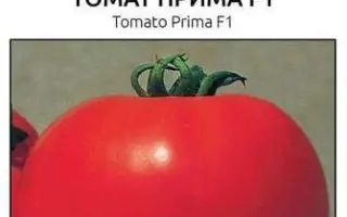 Prima F1 / Пріма F1