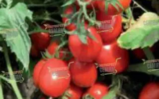 Pumba F1 / Пумба F1