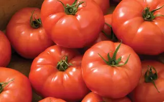 Rebelski / Ребельскі