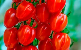 Redetto / Редетто