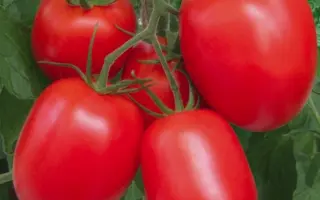 Rio grande Original / Рио Гранде Оригинал