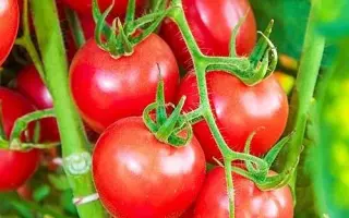 Ritchy F1 / Річі F1