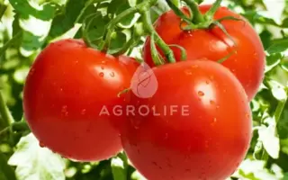 Roksolana F1 / Роксолана F1