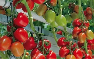 Savantas / Савантас