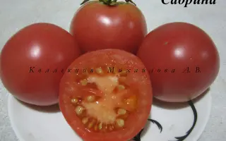 Savoryna / Саворина