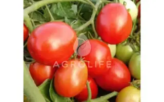 Samson / Самсон