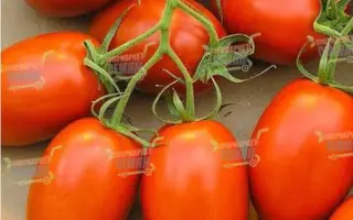 Safaix F1 / Сафаікс F1