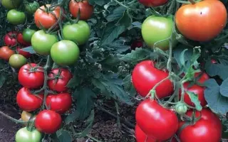 Seyran / Сейран